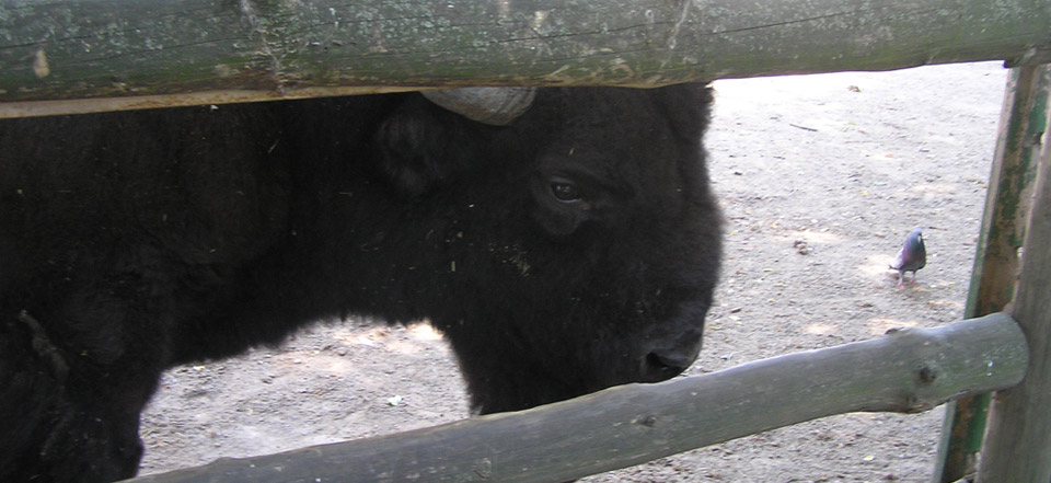 网络ddos攻击软件